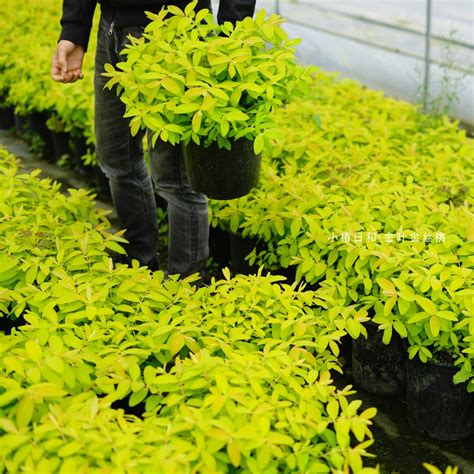 綠植物|常绿植物